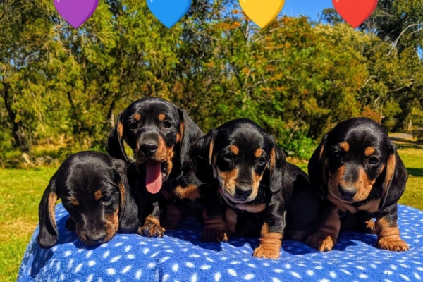 Miniature Dachshunds puppies for sale