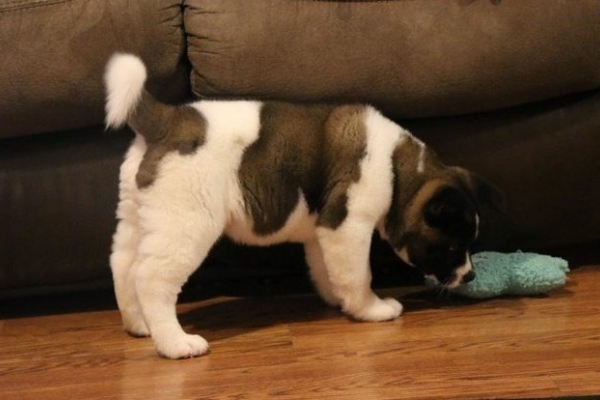 Highly intelligent Akita puppies for sale