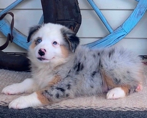 Purebred Australian Aussie Shepherd pups for sale