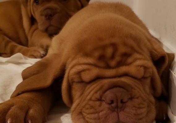 Dogue De Bordeaux puppy's for sale