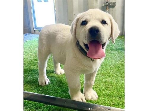 Purebred Labrador Retriever puppies for sale