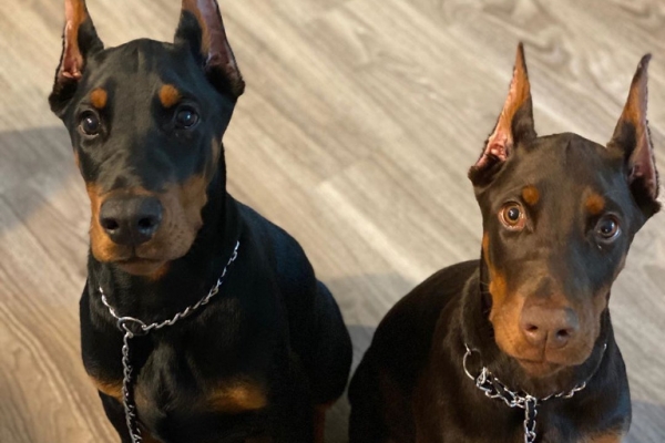 Doberman Pinscher Puppies Available for Adoption