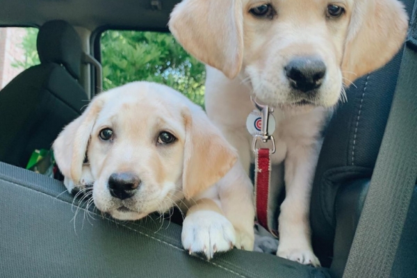 Beautiful Labrador Retriever puppies for adoption