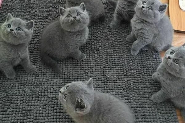 Blue British Shorthair Kittens