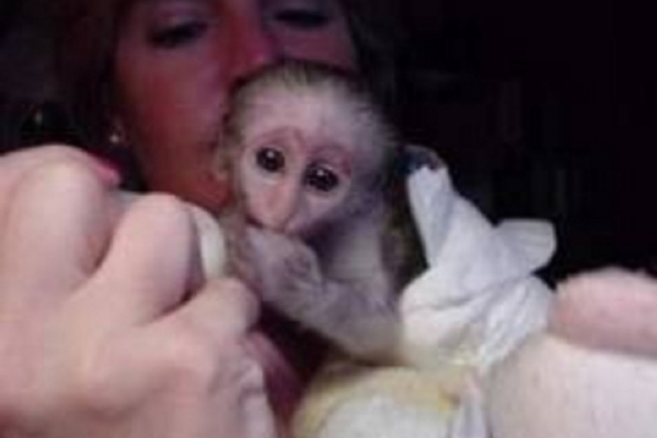 Marvelous Capuchin Monkeys for Sale