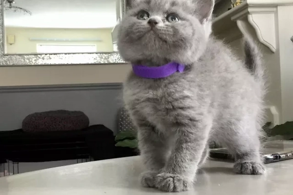 Blue British Shorthair Kittens