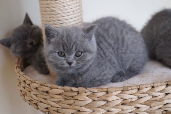 Blue British Shorthair Kittens