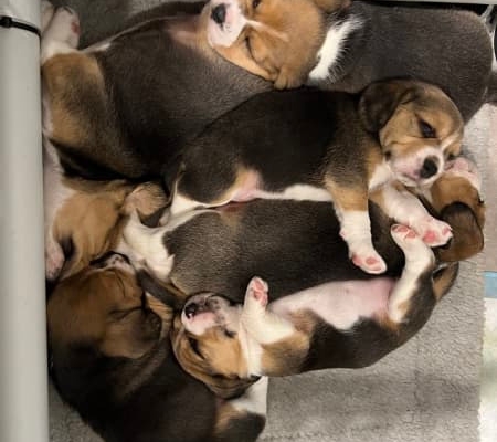 tri-colored beagle puppies for sale