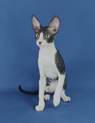 Cornish Rex Kittens