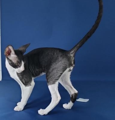 Cornish Rex Kittens