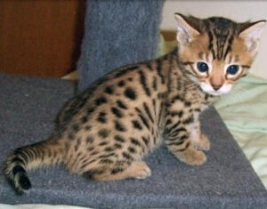 I have silver full Bengal kittens for sale, ,.whatsapp me at:  +44 7453 907158