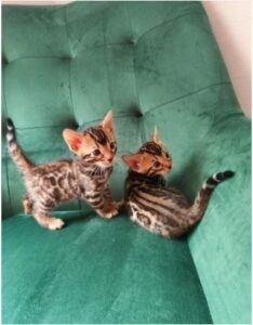 I have silver full Bengal kittens for sale, ,.whatsapp me at:  +44 7453 907158