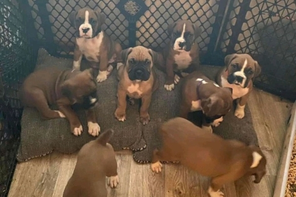 Beautiful Boxer Puppies..whatsapp me at: +44 7453 907158