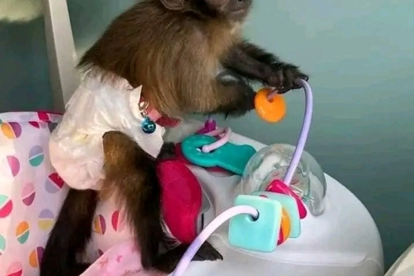 Google Approved Diaper Trained Capuchin & Marmoset Monkey.whatsapp me at: +44 7453 907158