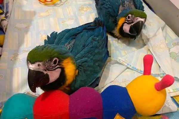 African Grey and macaw parrots For Sale .... whatsapp me at: +44 7453 907158