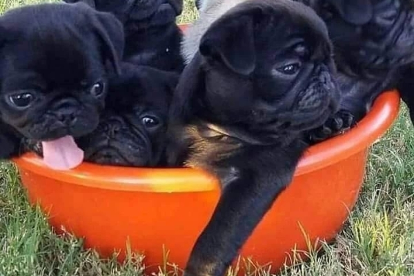 Pug Puppies Ready to go home....whatsapp me at: +44 7453 907158