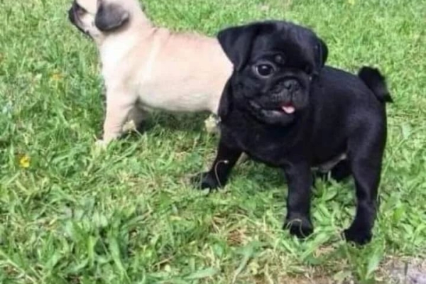 Pug Puppies Ready to go home....whatsapp me at: +44 7453 907158