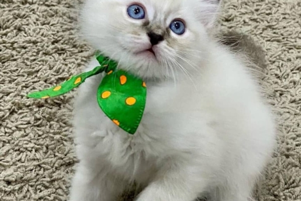 Gorgeous Gccf Ragdoll Kittens,..whatsapp me at: +44 7453 907158