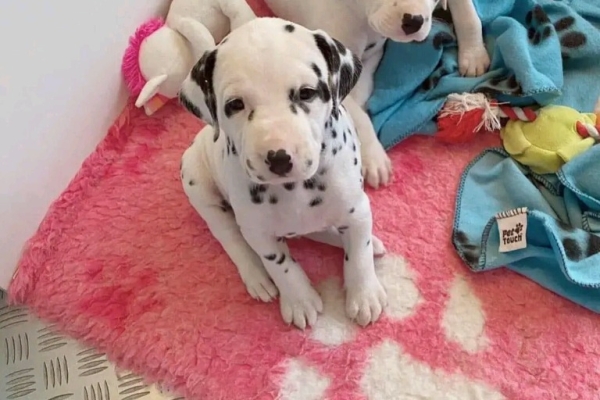 Beautiful Dalmatian Puppies For Sale..whatsapp me at: +44 7453 907158