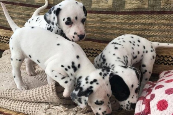 Beautiful Dalmatian Puppies For Sale..whatsapp me at: +44 7453 907158