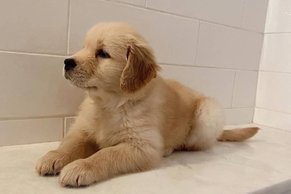 Chunky Quality golden Retriever Pups..whatsapp me at: +44 7453 907158