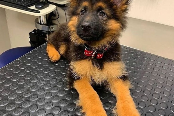 German Shepard Pups..whatsapp me at: +44 7453 907158