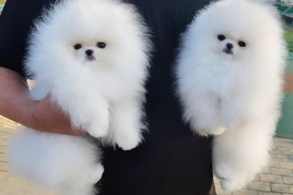 Kc Boy Pomeranians .... whatsapp me at: +44 7453 907158