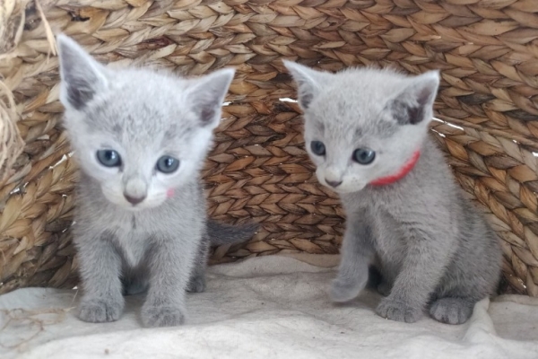 We have available male and female Russian Blue kittens for rehoming,,..whatsapp me at: +44 7453 907158