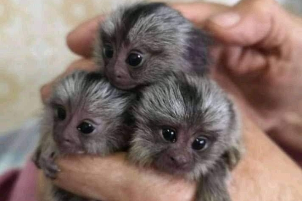 Pygmy Marmoset and capuchin Monkeys.whatsapp me at: +44 7453 907158