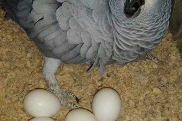 we sell very fertile candlelight hatching parrot eggs,.whatsapp me at:+44 7453 907158