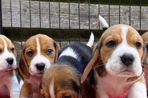 Beautiful Beagle Puppies...whatsapp me at:+44 7453 907158