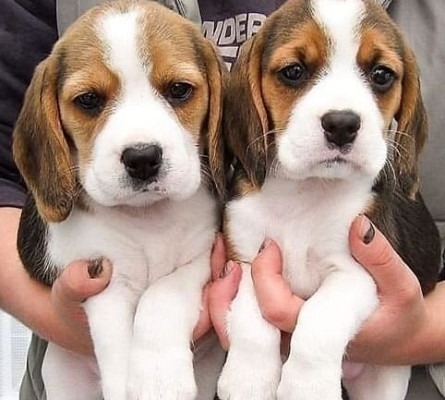 Beautiful Beagle Puppies...whatsapp me at:+44 7453 907158