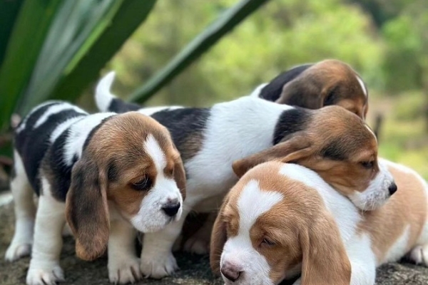 Beautiful Beagle Puppies...whatsapp me at:+44 7453 907158