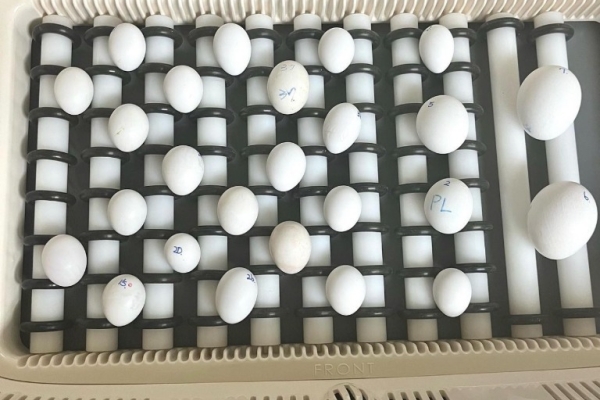 we sell very fertile candlelight hatching parrot eggs,.whatsapp me at:+44 7453 907158