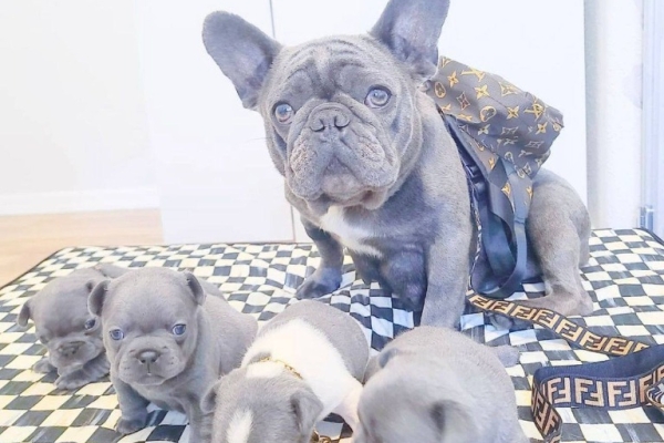 French Bulldog .whatsapp me at:+44 7453 907158