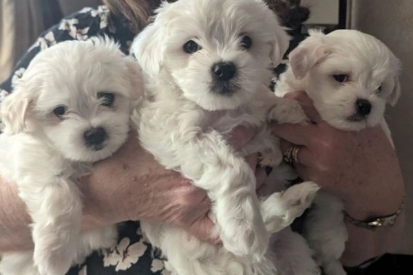 Maltese Puppies For Sale.whatsapp me at: +44 7453 907158