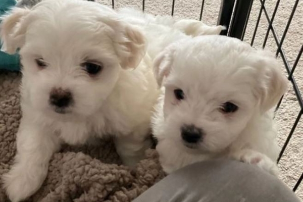 Maltese Puppies For Sale.whatsapp me at: +44 7453 907158