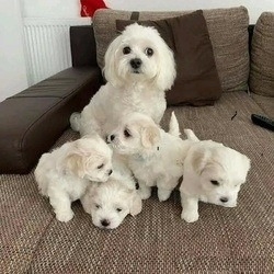 Maltese Puppies For Sale.whatsapp me at: +44 7453 907158