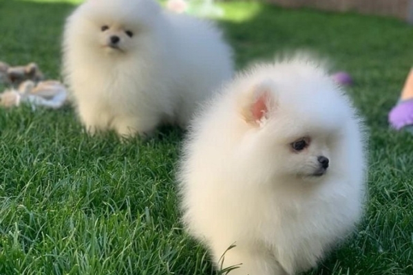 Kc Boy Pomeranians .... whatsapp me at: +44 7453 907158