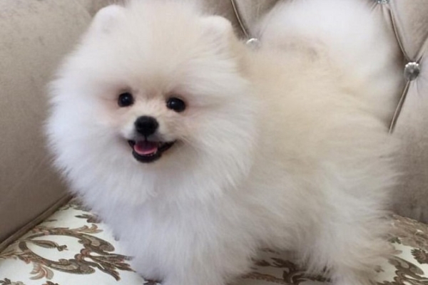 Kc Boy Pomeranians .... whatsapp me at: +44 7453 907158