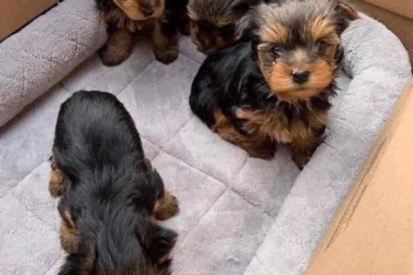 Yorkshire Terrier Puppies...whatsapp me at: +44 7453 907158