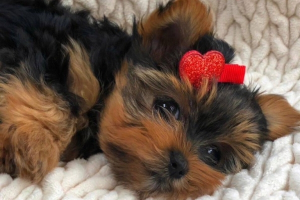 Yorkshire Terrier Puppies...whatsapp me at: +44 7453 907158