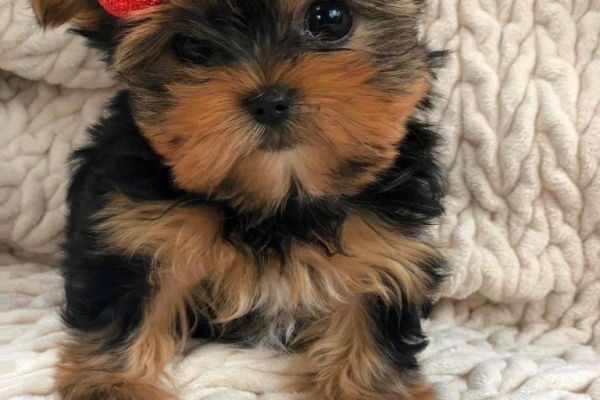 Yorkshire Terrier Puppies...whatsapp me at: +44 7453 907158