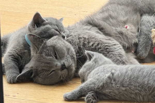 Male and Female British Shorthair Kittens