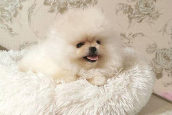 pomeranian