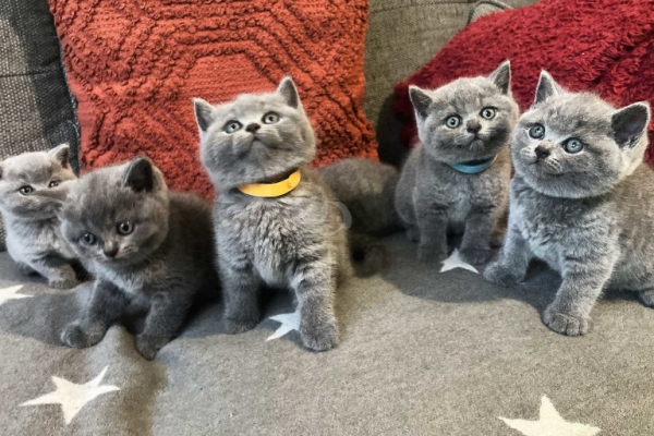 Male and Female British Shorthair Kittens