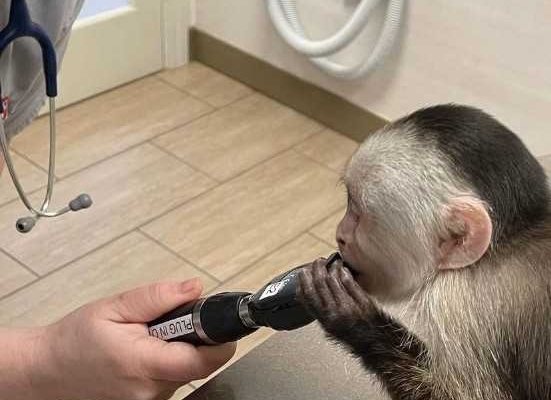 Well Trained Capuchin Monkeys for sale