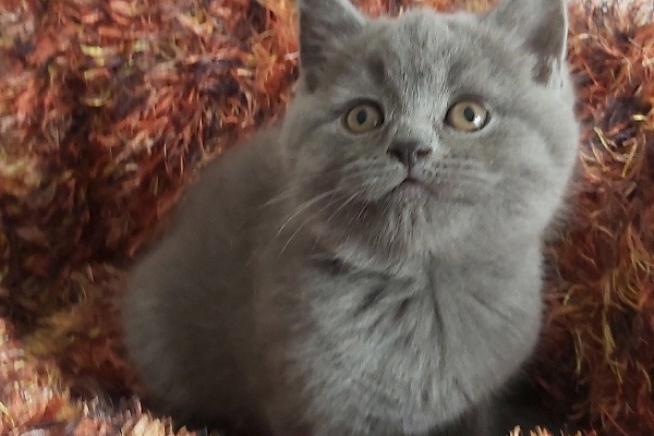 Male and Female British Shorthair Kittens