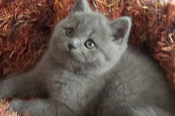 Male and Female British Shorthair Kittens