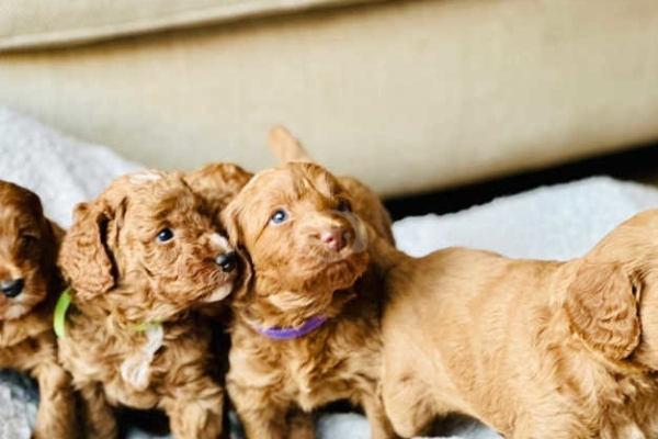 Cockapoo puppies are looking for their fur-ever home